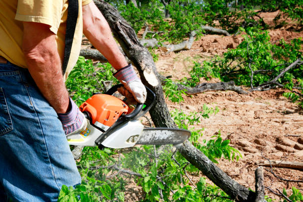 Best Stump Grinding Near Me  in Jonesville, NC